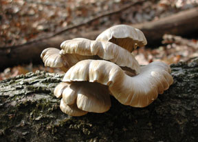 Oyster Mushrooms - University of Cincinnati