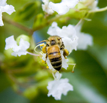 Bee on flower - Photo by Robyn Dulaney, MSU