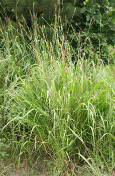 Eastern Gamma Grass - Photo by Dr. Jeanne Jones