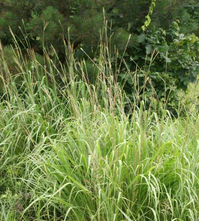 Eastern Gamma Grass 1