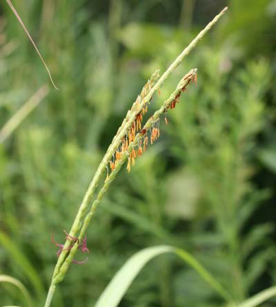 Eastern Gamma Grass 2