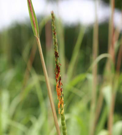 Eastern Gamma Grass 3