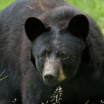 Black Bear