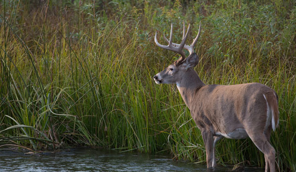 white-tailed deer