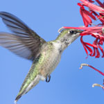 Hummingbirds and Butterflies