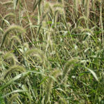 Native Grasses