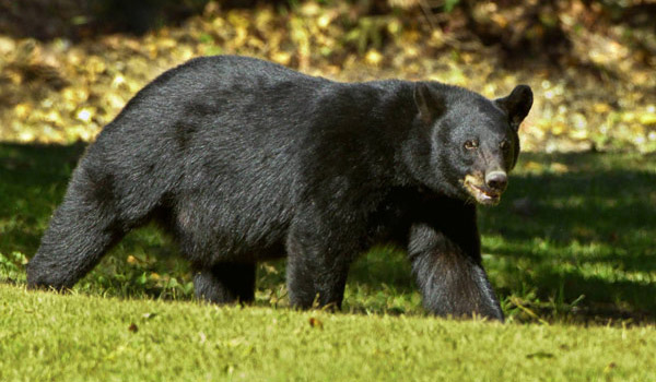 black bear