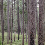 Pine Forests