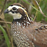 Quail