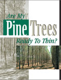 Are My Pine Trees Ready to Thin?