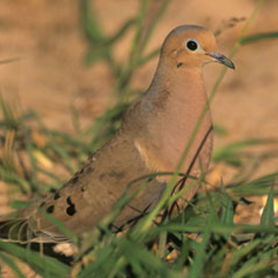 dove in the field