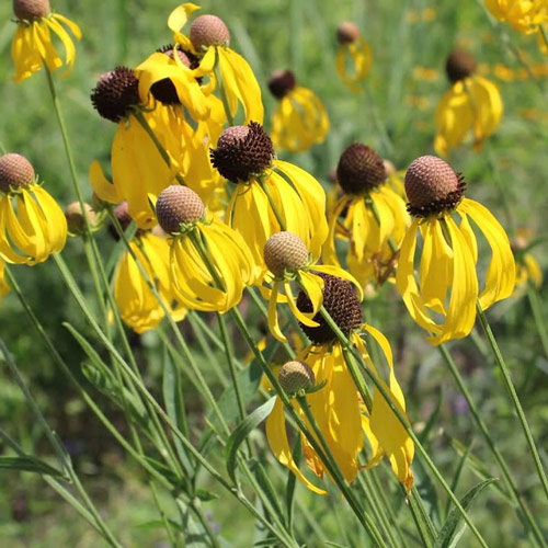 black-eyed susans