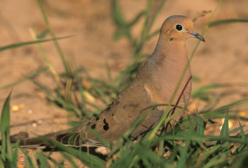 Mourning Dove